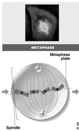 metaphase plate meta = middle u spindle fibers coordinate movement u helps to ensure chromosomes