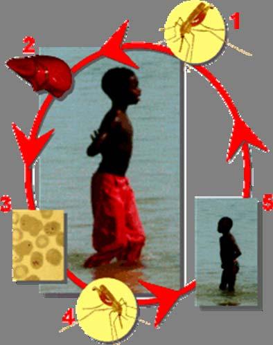 The life cycle of malaria parasites 5 The mosquito inoculates another human 1 An infected female Anopheles gambiae mosquito bites, injecting Plasmodium parasites into the blood.