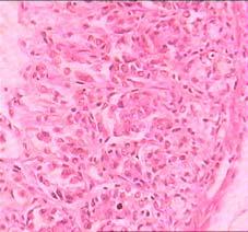 and 40x   III: The histology of