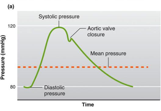 Mean Arteriole Pressure (MAP) Systolic pressure (SP) Diastolic