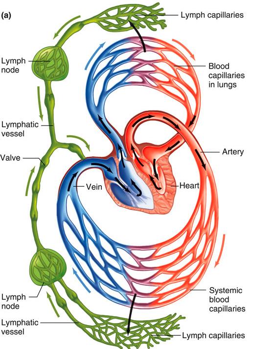 Lymphatic System Large water-filled channels permeable to all IF constituents IF enters lymphatic capillaries by