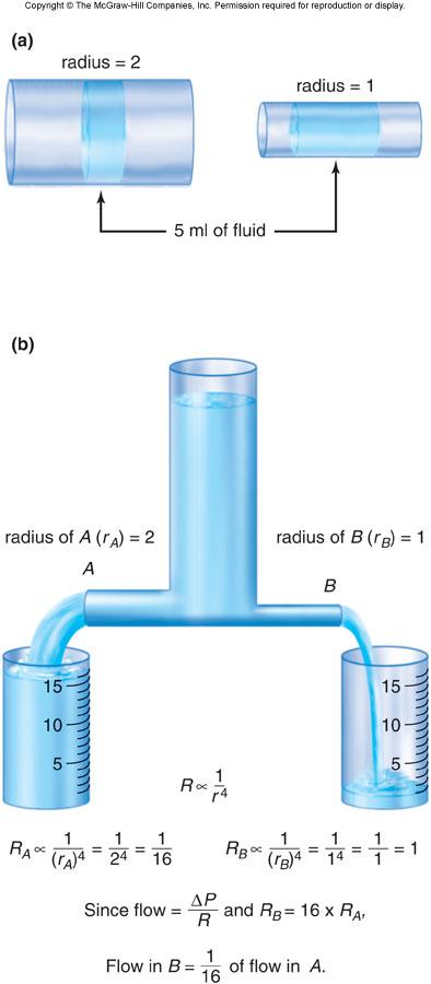 Changes in the Radius of a Vessel Effect of vessel radius (r) on resistance (R) Volume of blood is exposed to far more surface