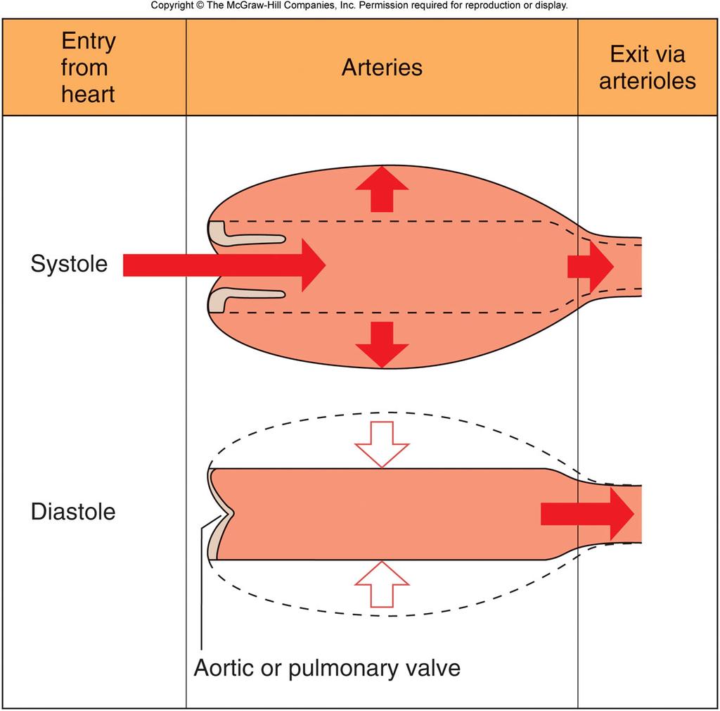 Arterial Blood Pressure 1/3 of the stroke volume leaves the arteries during systole The rest of the volume remains in the arteries during systole