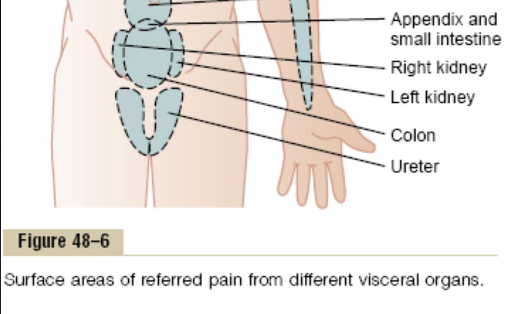 the dermatomal segment from which the visceral organ originated