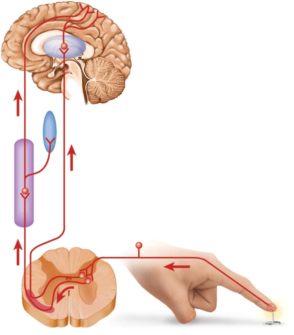 Pain Signal Destinations Primary somesthetic cortex Somesthetic association area Thalamus Third-order nerve fibers Hypothalamus and limbic system
