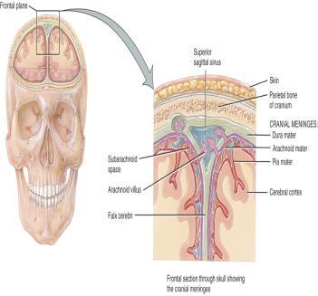 4 14-3 Cerebrum thalamus hypothalamus Epithalamus Pineal gland Brainstem: Medulla oblongata pons