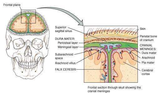 Arachnoid mater 1 CSF is secreted by choroid plexus in each lateral ventricle. 2 CSF flows through Interventricular foramina into third ventricle.
