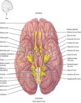 : Infundibulum Mammillary body Midbrain: Cerebral peduncle Medulla and Optic tract Cranial nerves: Optic nerve (II) Oculomotor nerve (III) Trochlear nerve (IV) Trigeminal nerve (V) Abducens nerve