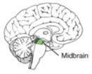 One inch in length Extends from pons to diencephalon Cerebral aqueduct connects 3rd to 4th ventricle Cerebral peduncles: - anchor cerebrum to brainstem - impusles to/from cerebellum - inhibitory