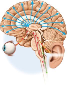 Visual input Reticular formation Ascending general sensory fibers Descending motor fibers to spinal cord Reticular Formation Radiations to cerebral cortex Auditory input reticular formation