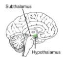 pituitary Regulates rage, aggression, pain, fear, pleasure, contentment even arousal & orgasm