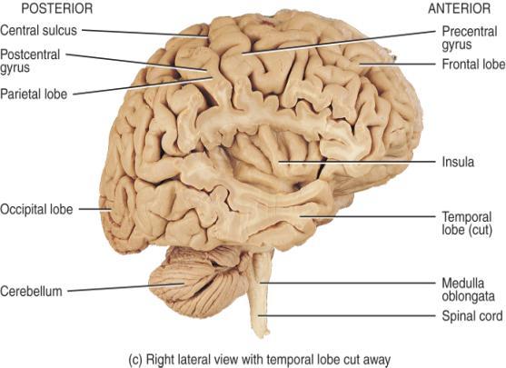mm thick contains billions of cells Folds (gyri) & grooves (sulci or fissures) Cerebral hemispheres