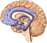 parietal lobes hippocampus in the medial temporal lobe - memory amygdala immediately rostral to the hippocampus - emotion limbic system components are connected