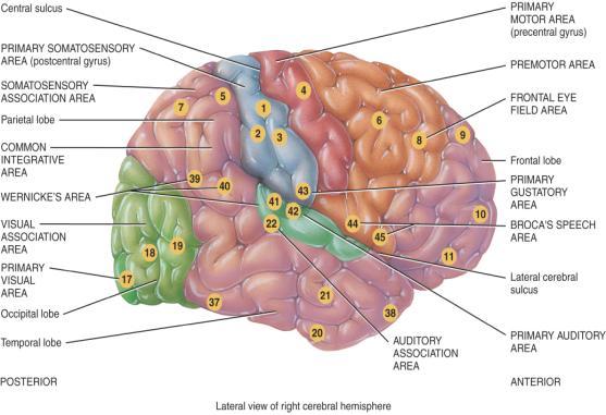 Functional organization of the cerebral cortex Movements Sensations: Touch, Pain, Temp.