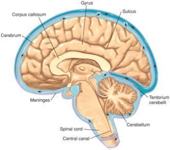 Chapter 8 outline CNS: Consists of???? Structural organization of the brain Cerebrum Diencephalon Midbrain and hindbrain Spinal cord tracts Cranial and spinal nerves Receives input from?