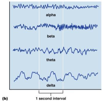 control 8-17 14-10 Electroencephalogram (EEG) Types of Brain Waves Measures electrical activity of cerebral cortex 1-2 mm of cerebral cortex = > 100,000 neurons Used to diagnose brain activity,