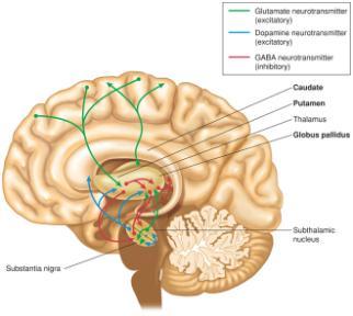 8-hour sleep period 8-27 14-14 Basal Nuclei (ganglia) Distinct masses of cell bodies located deep inside cerebrum Function in control of voluntary movement Connections with thalamus, cortex,