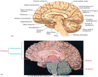 Thalamus and Epithalamus Located at base of cerebral hemispheres Thalamus : a relay center thru which all sensory info (except olfactory) passes to cerebrum Brain Structures and their Functions