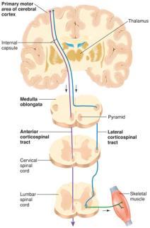 Descending Spinal Tracts 2.