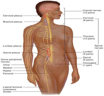 Spinal Nerves There are 31 pairs: 8 cervical pairs, 12 thoracic pairs, 5 lumbar pairs, 5 sacral pairs,