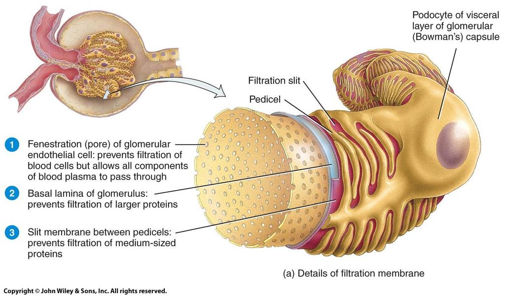 Glomerular Filtration Endeavour