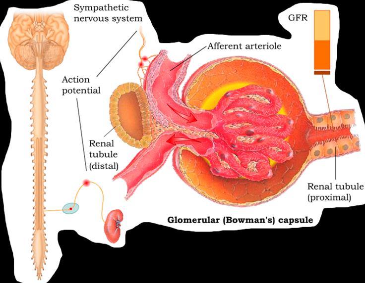 Neural Regulation of GFR o Sympathetic input: Blood vessels of the