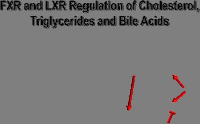 FXR, or the bile acid toxicity nuclear transcription factor, suppress conversion of cholesterol to bile acids whereas induces it.
