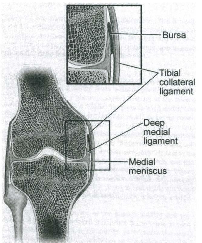Anatomy Deep MCL Insertions: Near joint line