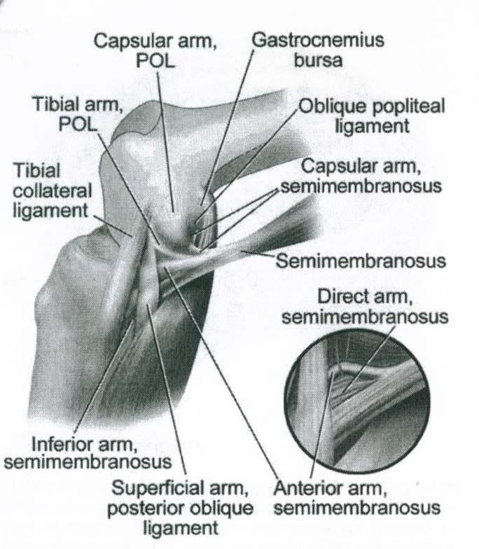 Anatomy Posterior Oblique Ligament