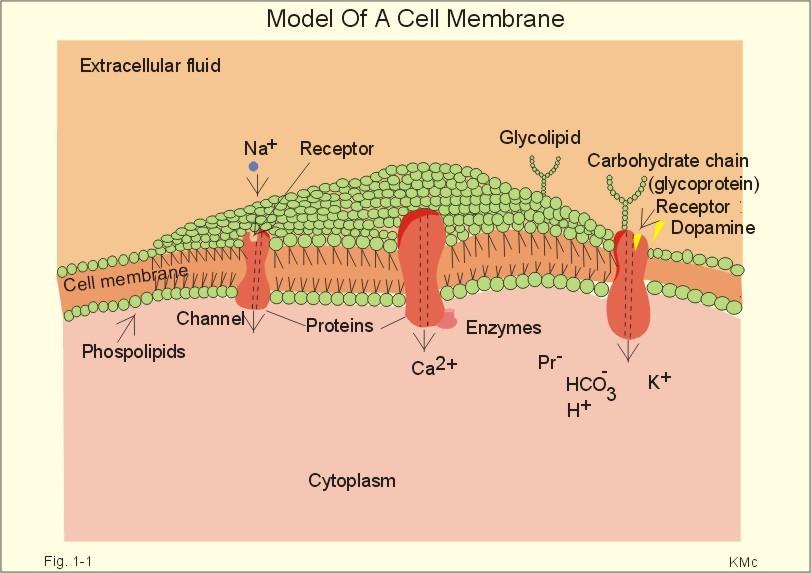 Transport through membranes Membrane transport refers to solute and solvent transfer across both cell membranes, epithelial and capillary membranes.