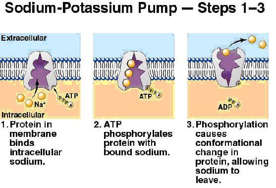 The sodium-potassium pump must break ATP down into ADP in order to pump sodium three ions outside the cell (continued below), while it pumps two potassium ions into the cell.