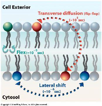 transverse diffusion liquid-crystal or gel