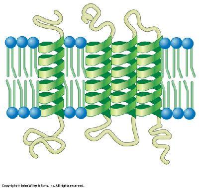 membrane proteins integral proteins