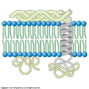 membrane proteins peripheral proteins