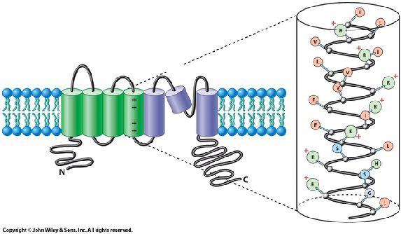 channels 6 membrane-associated helices pore domain