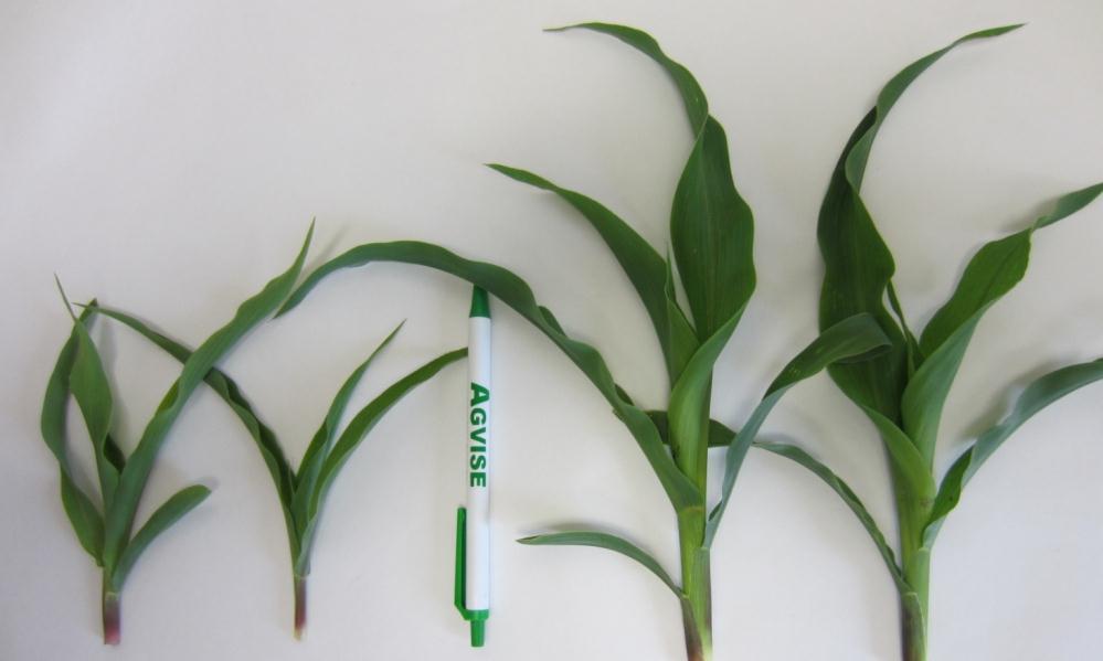 Tissue Plus Soil Test Helps Make better Decisions Tissue and soil tests showed difference between short and tall corn Tissue levels were in sufficiency range for