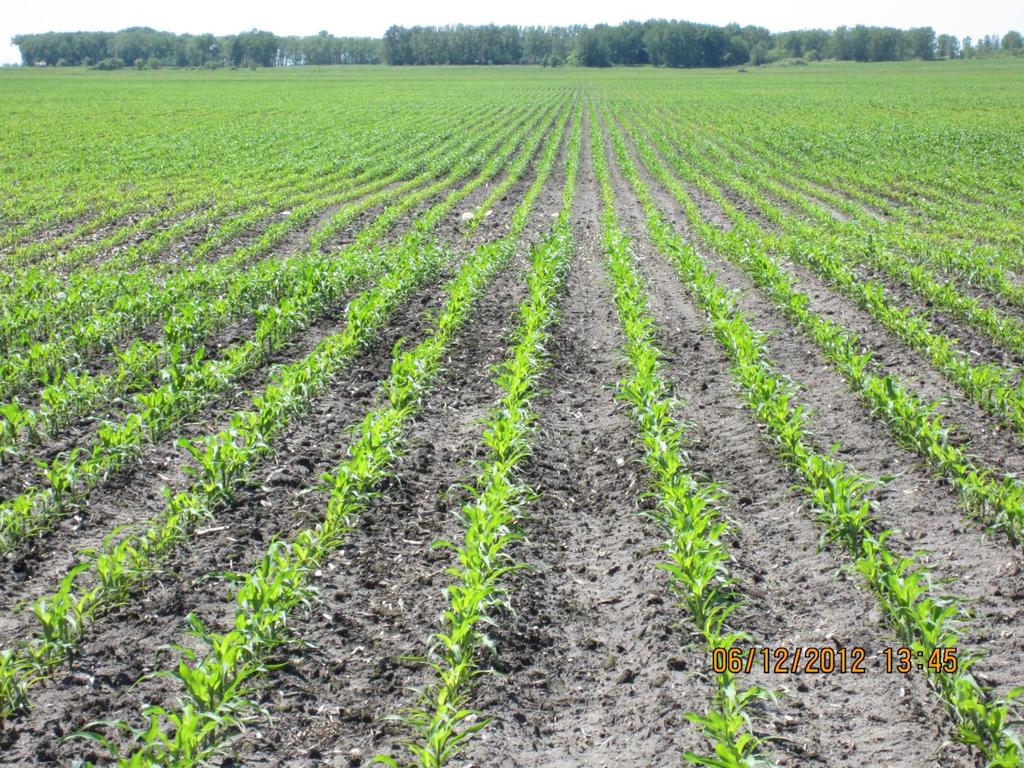 Corn Purple and Stunted Previous crop was Sugarbeets Starter was low rate with