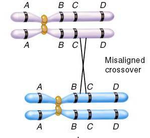 Duplications A chromosomal