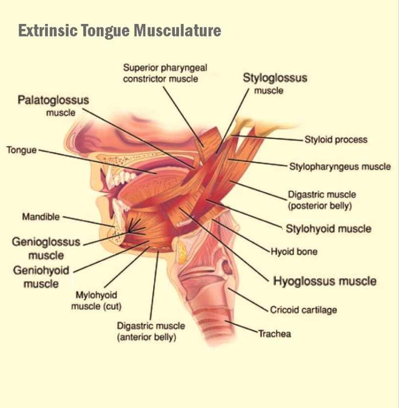 Extrinsic Tongue Musculature Genioglossus, which arises from the