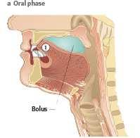 phases: Oral Pharyngeal Esophageal phase