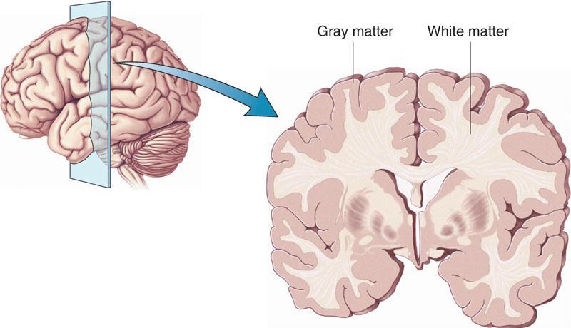 Cerebral Cortex - The outermost layer of gray matter making up the superficial aspect of the cerebrum. Neurons in cerebral cortex: 16.