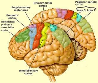MOTOR FUNCTIONS OF THE CEREBRAL CORTEX The motor cortex lies in front of the central sulcus and occupies most of the frontal lobe and it is divided into 4