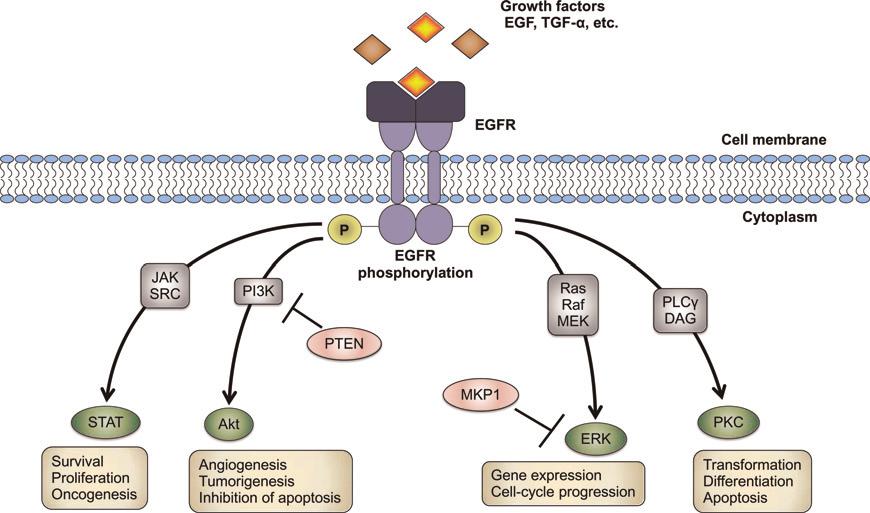 Lee and Moon. Current status of experimental therapeutics for head and cancer 377 Figure 1 The EGFR signaling pathway. The figure shows signaling pathways that are activated by EGFR.