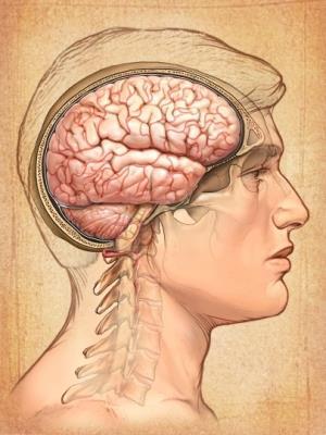 Overview Brain tumors are: Primary brain tumors - those that begin in the brain or central nervous system (or its supporting tissues) and tend to stay in the brain - occur in people of all ages, but