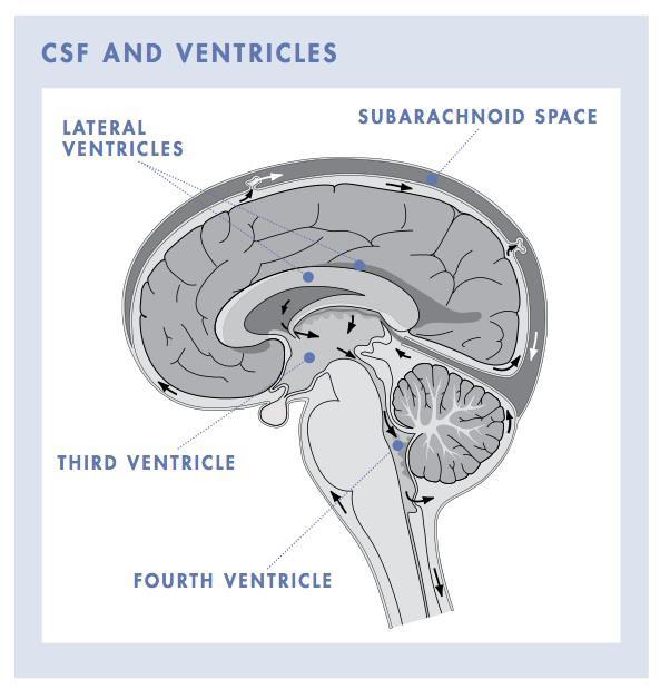 Ventricular System of the Brain 43 http://www.