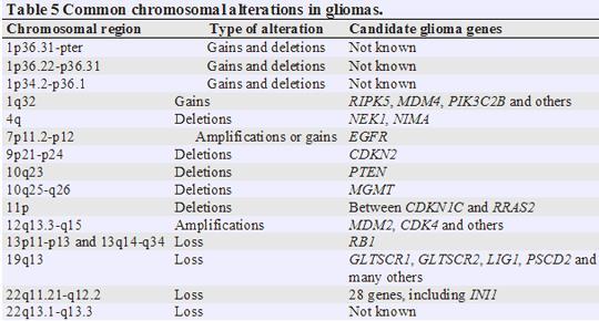 Glioma Chromosome Alterations 57 Non-Glial Tumors Medulloblastoma: Usually arises in the cerebrum, is the most common brain tumor in children, and is sometimes called a primitive neuroectodermal