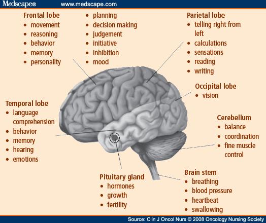 Brain Anatomy and Function 9 Tumor Location and Symptoms Symptoms are often tumor location specific or provide clues Symptoms on the right side of the body may occur if the tumor is located on the