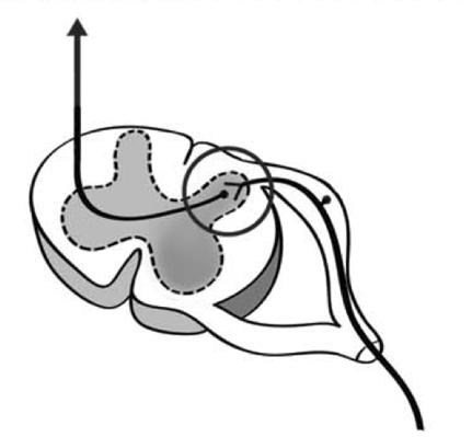 Spinal Cord Dorsal horn is the first relay station.
