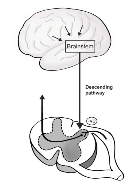 Modulation Descending pathway from brain to dorsal horn.