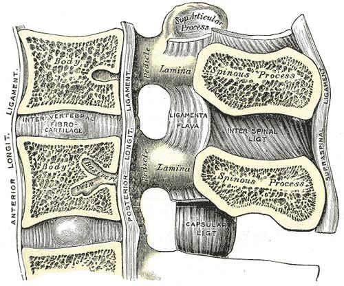 Capsular ligaments Attach to